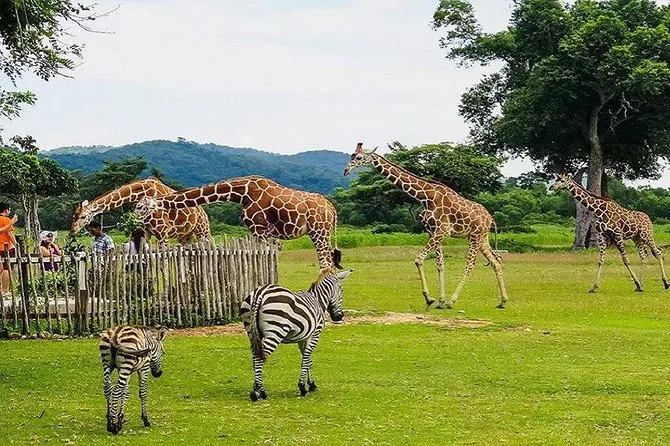 Calauit Safari with Black Island — Calauit Island