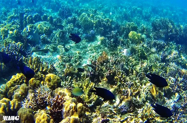 Coral Garden