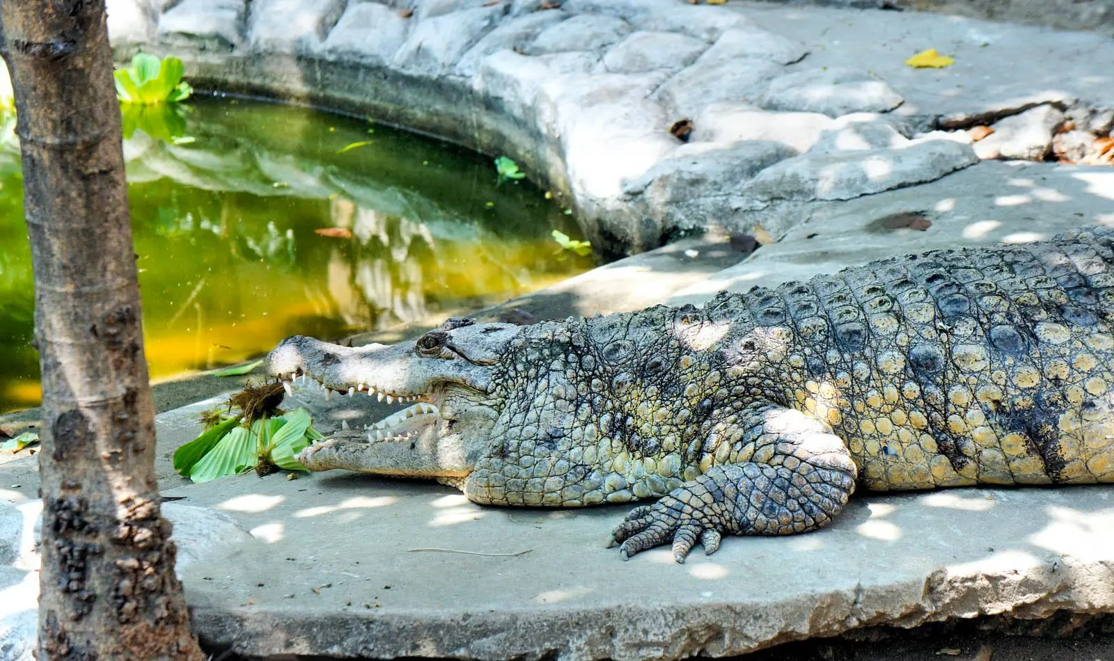 Butterfly Garden or Crocodile Farm