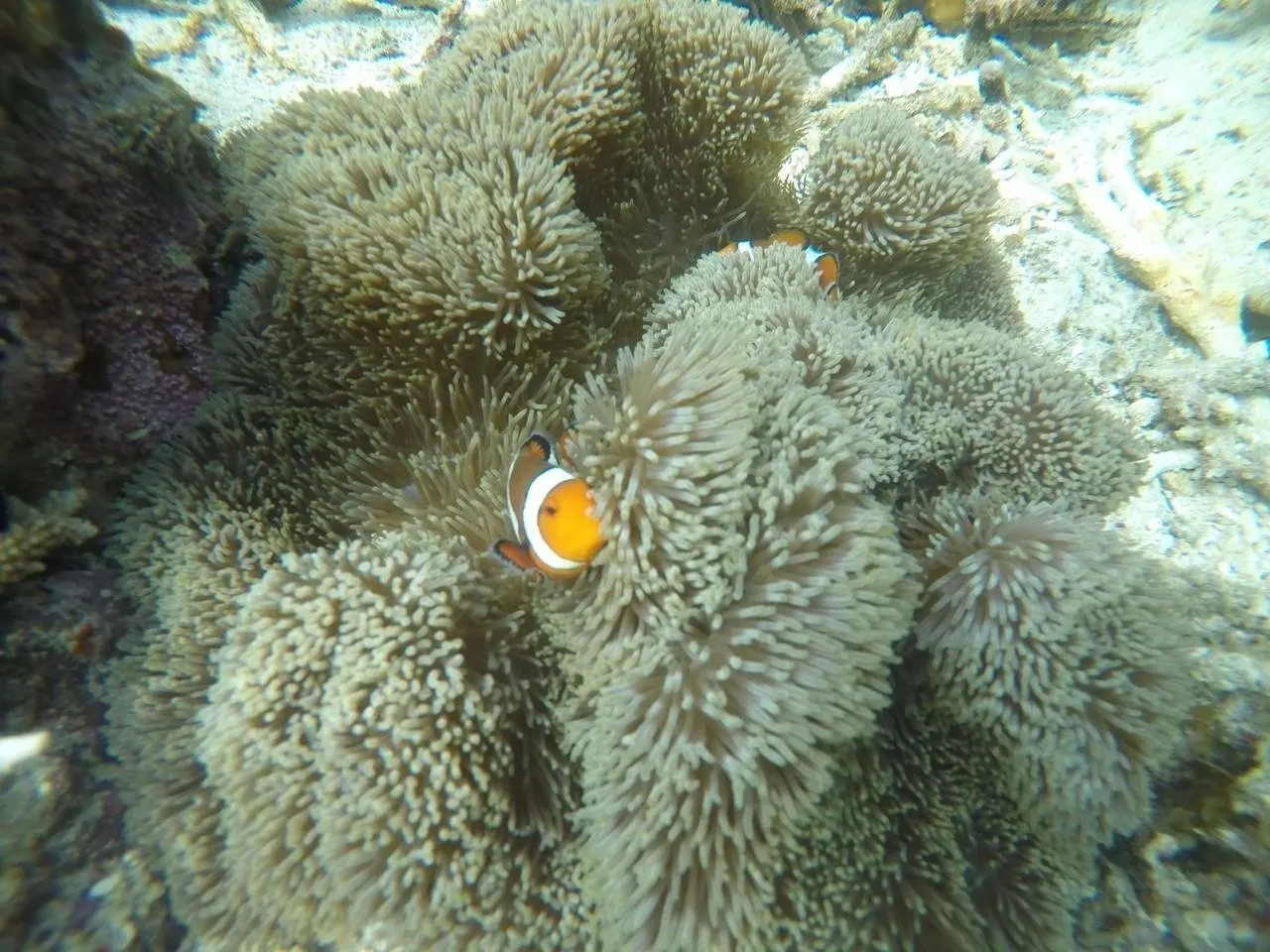Fantastic Reef or Wide Reef