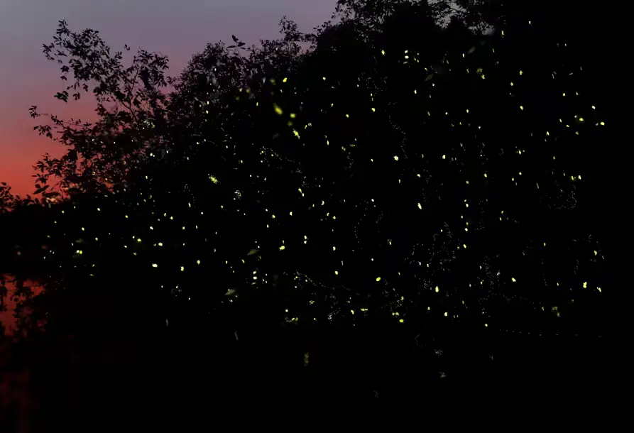 Firefly Watching with Dinner — Firefly watching