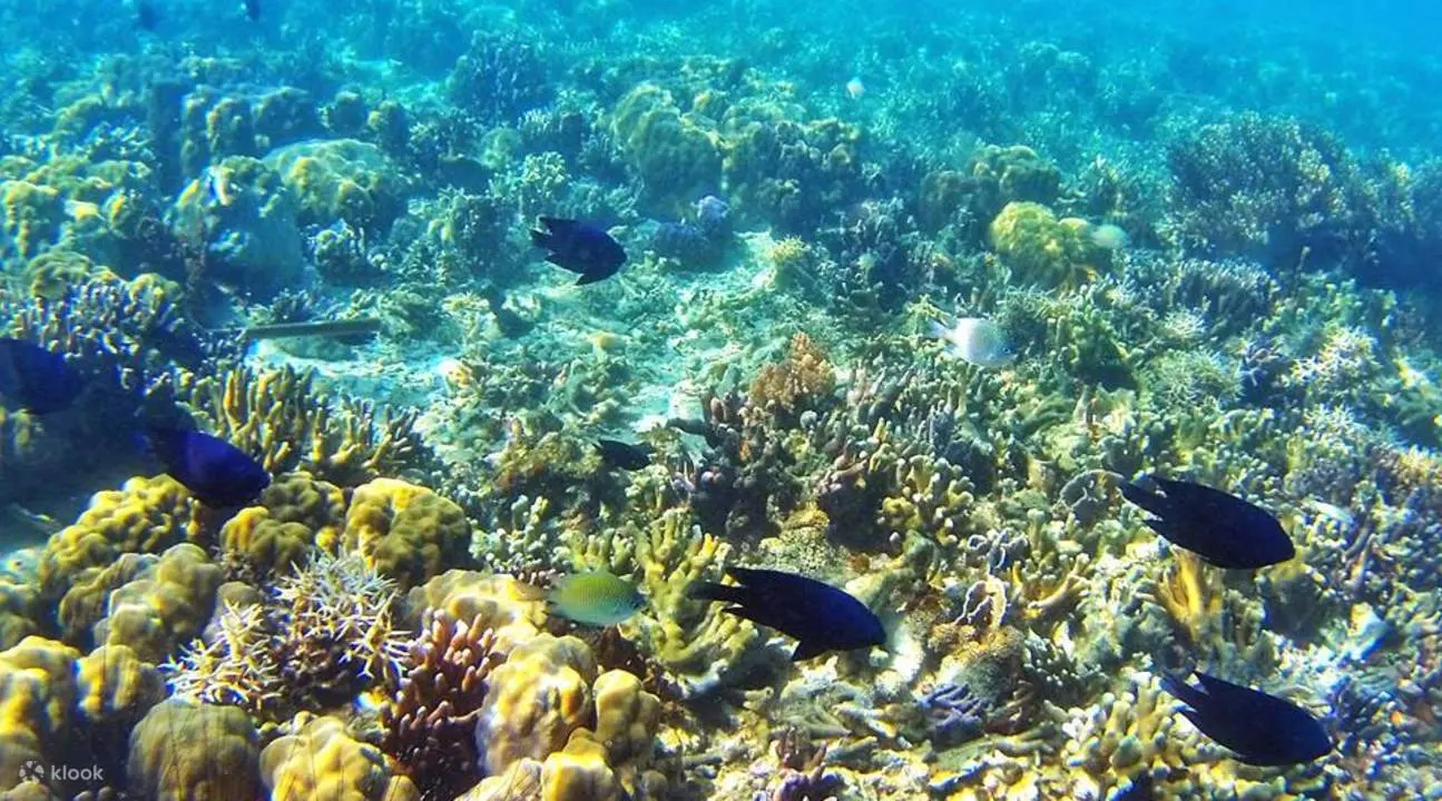Pass Island with Reef and Wrecks — Pass Island