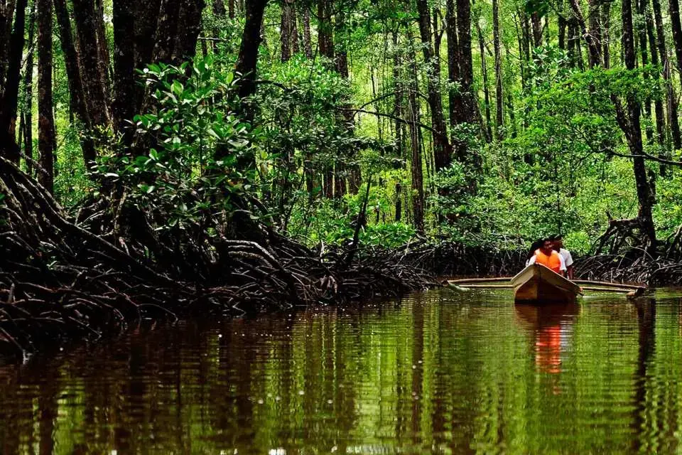 Mangrove forest