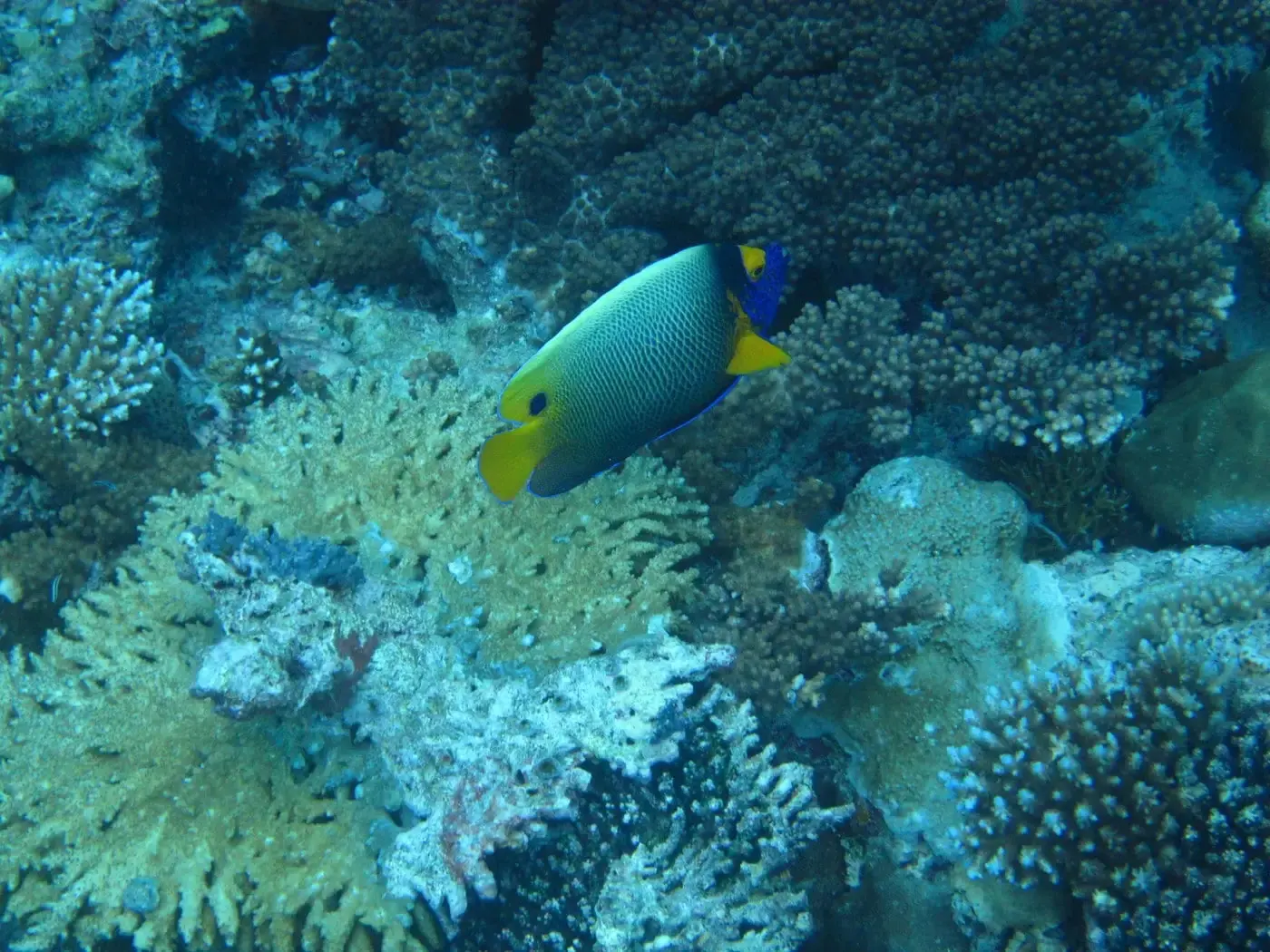 Pambato Reef