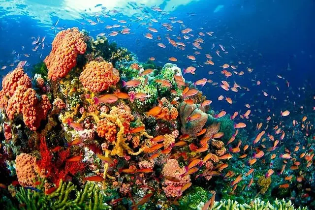 Quin Reef