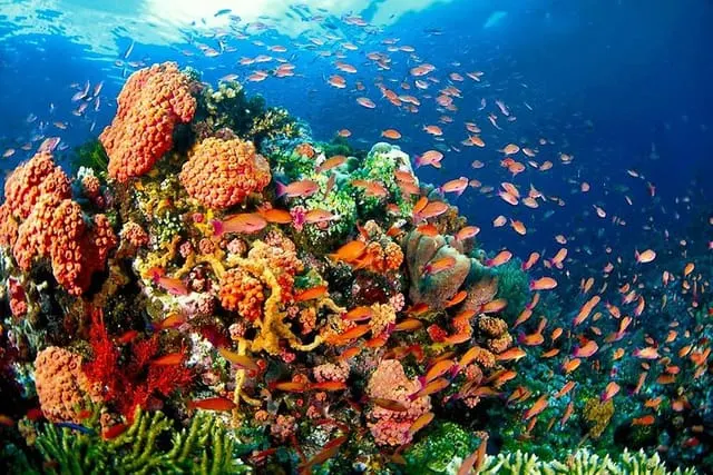 Coron