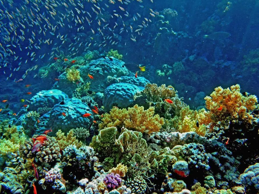 Reef Garden