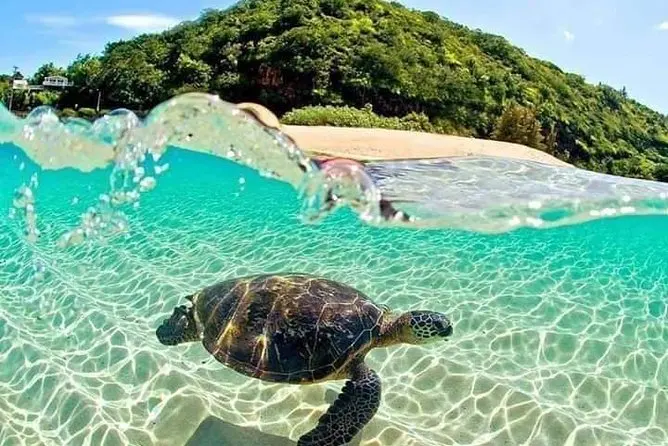 Turtle Spot